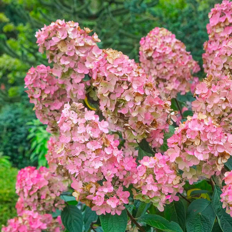 Heirloom Non-GMO Hydrangea Flower Seeds for Planting – Vibrant Garden Bloom Seeds - Non-GMO for planting in home garden
